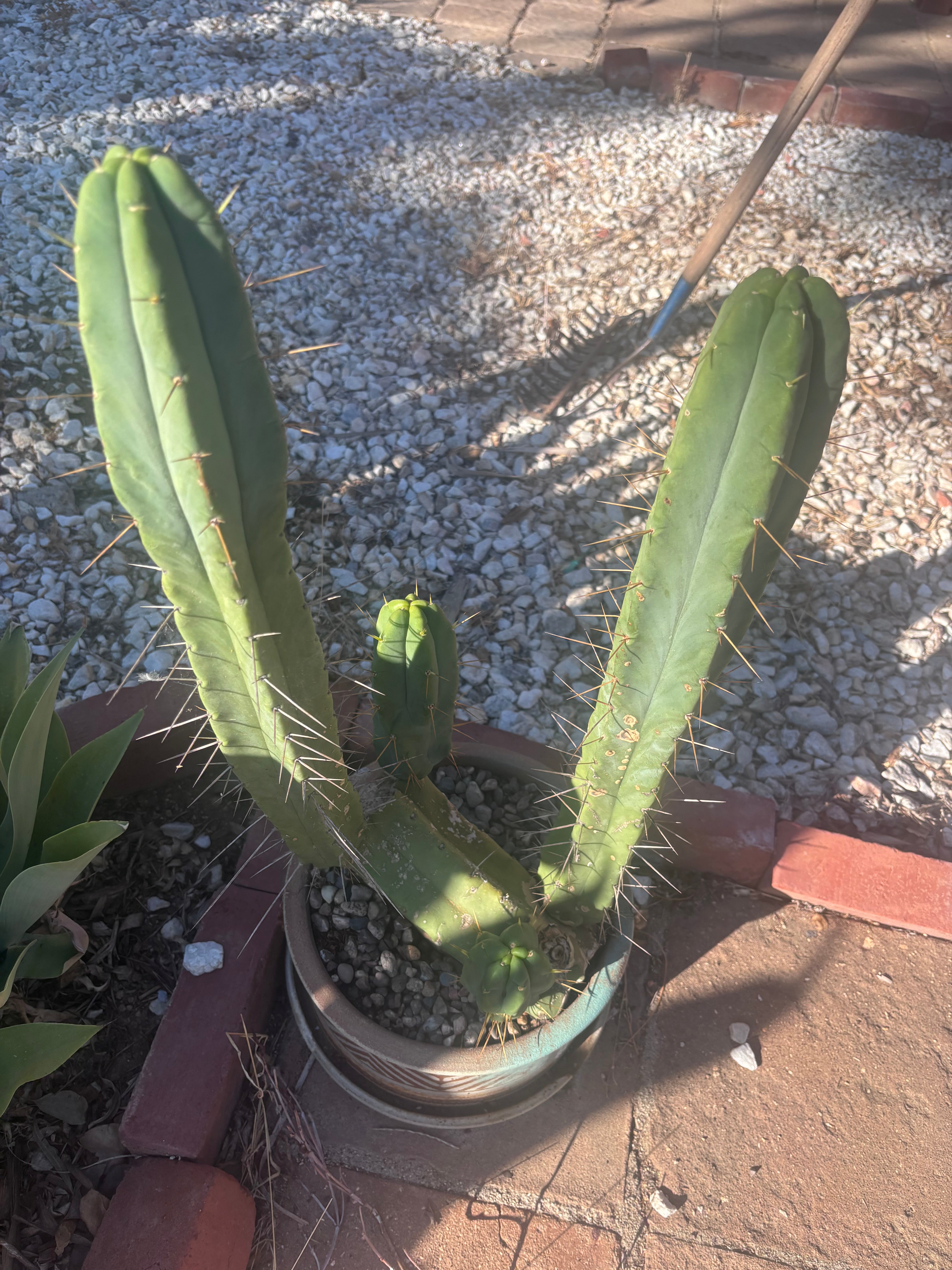 👑🌶️🌶️ Eileen — 14” Tip