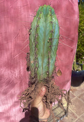 💎👑🌶️ RS0004  — 14” Rooted Chonker