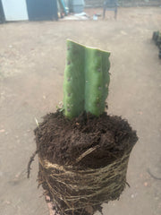 💎🌶️🌶️ NOM — Fully Rooted XL Stump