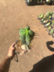 👑🌶️🌶️ Dulzura — Rooted 18”