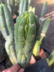 💎👑💎 Nutty — 9” Tip