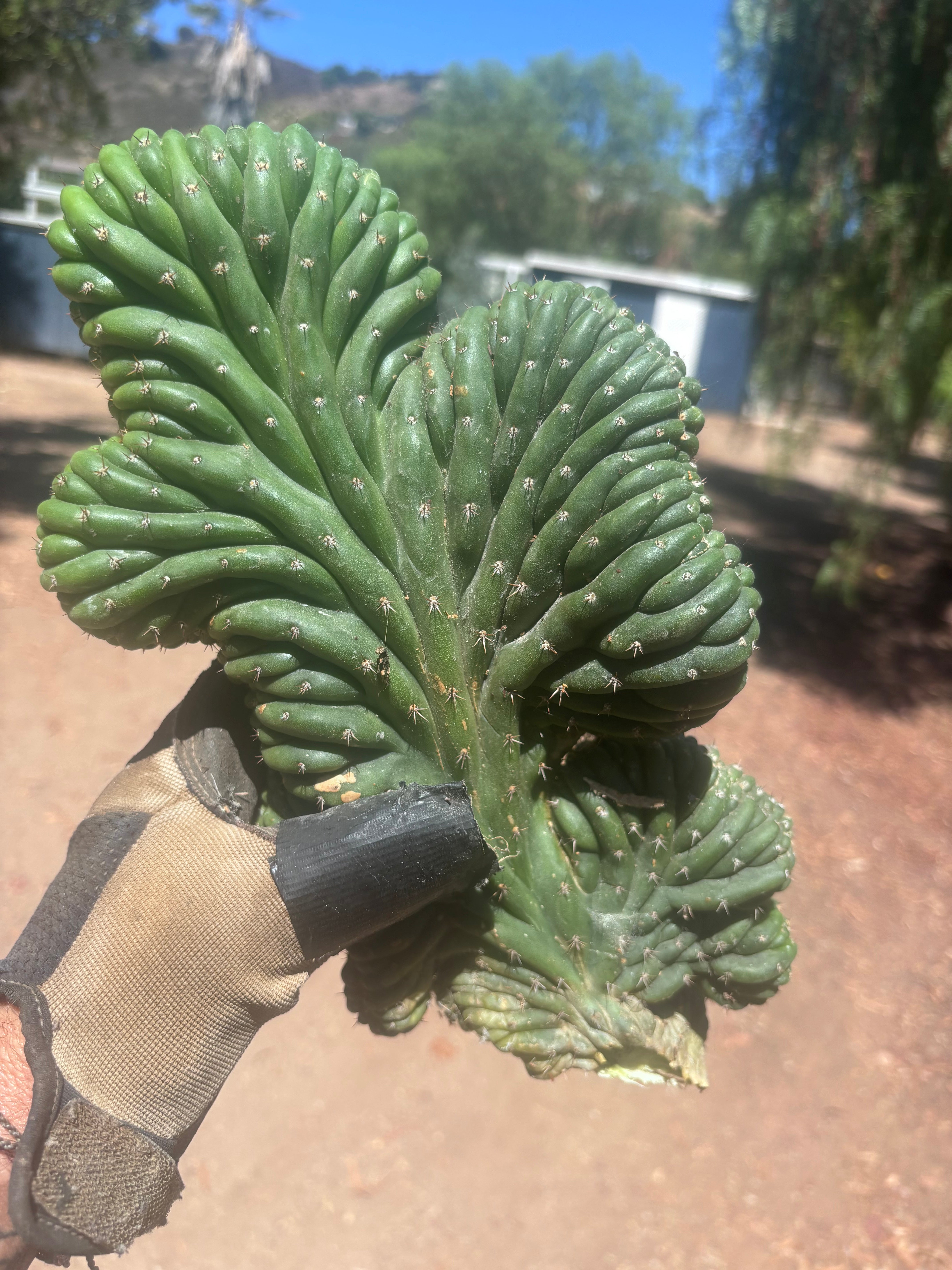 💎👑 TPMC — Large Crests (3)