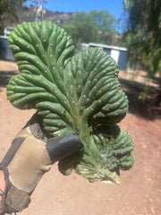 💎👑 TPMC — Large Crests (3)