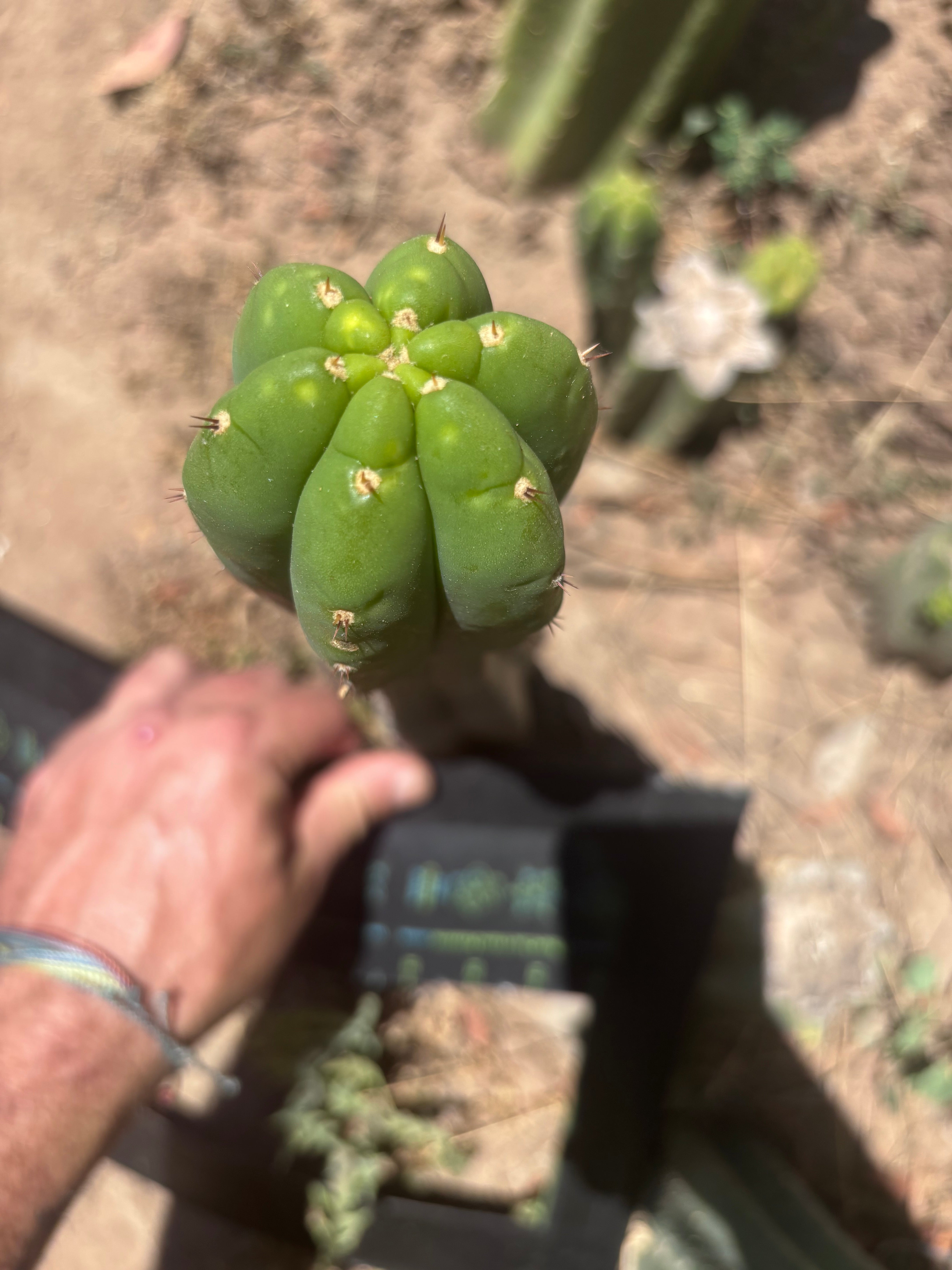 👑🌶️ Soozy — 10.5” Tip