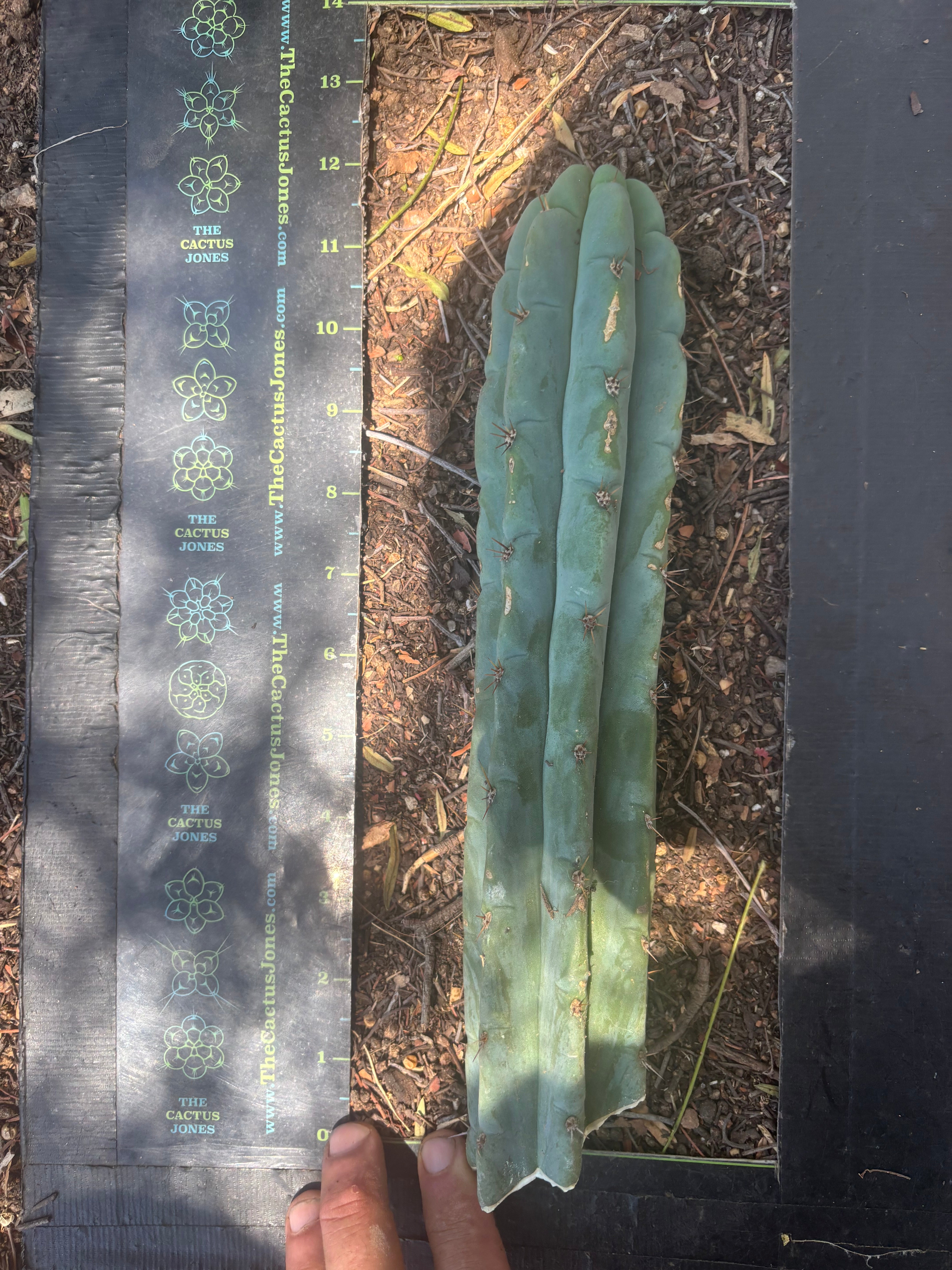 👑🌶️🌶️ Austy’s Bomb — 11.5”Tip