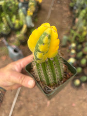 💎🔰 Ferah x Velvet, Vari #2 (FVV2) — Rooted Tip Graft