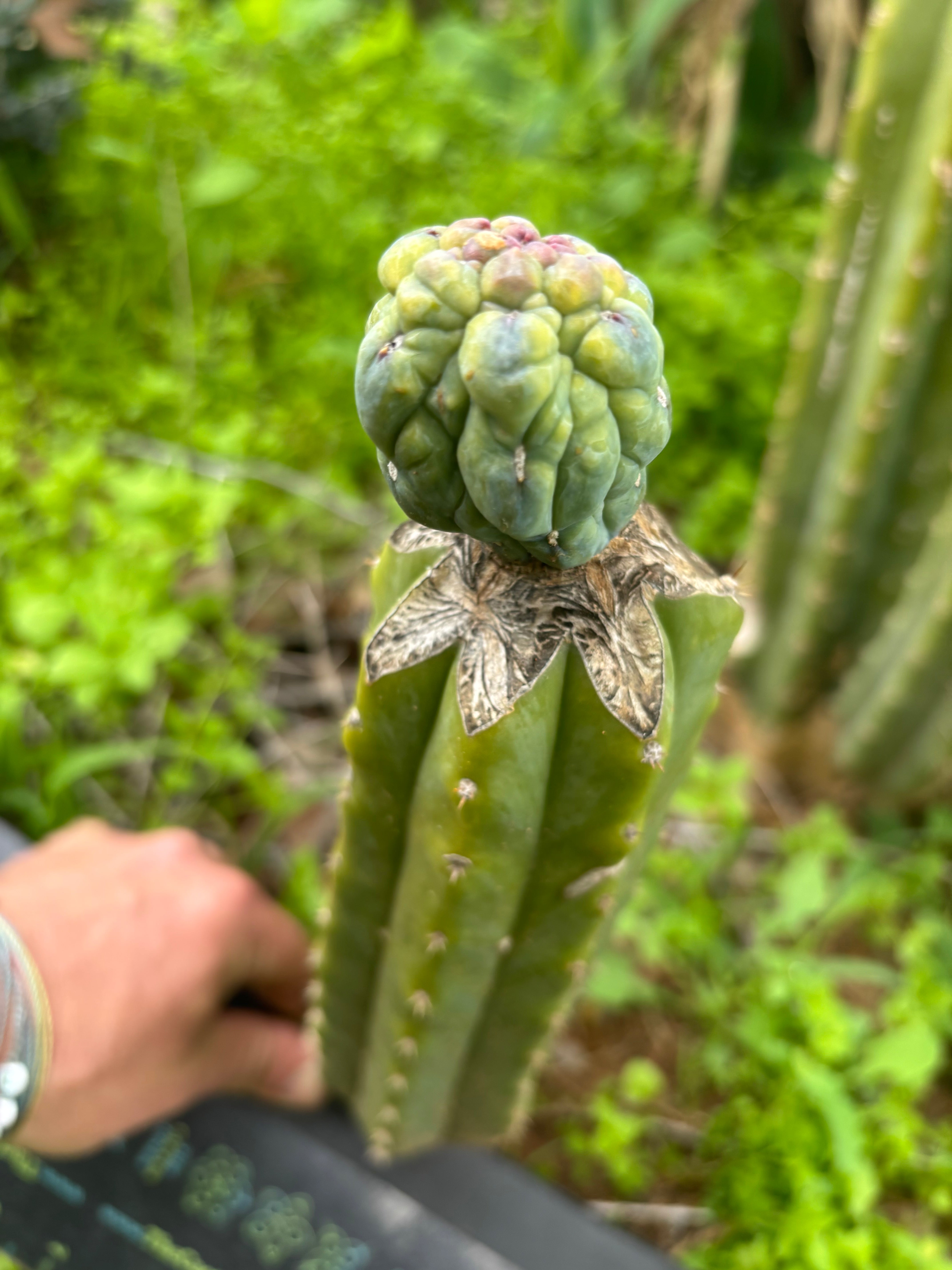 👑💎 Glorp — Tip Graft