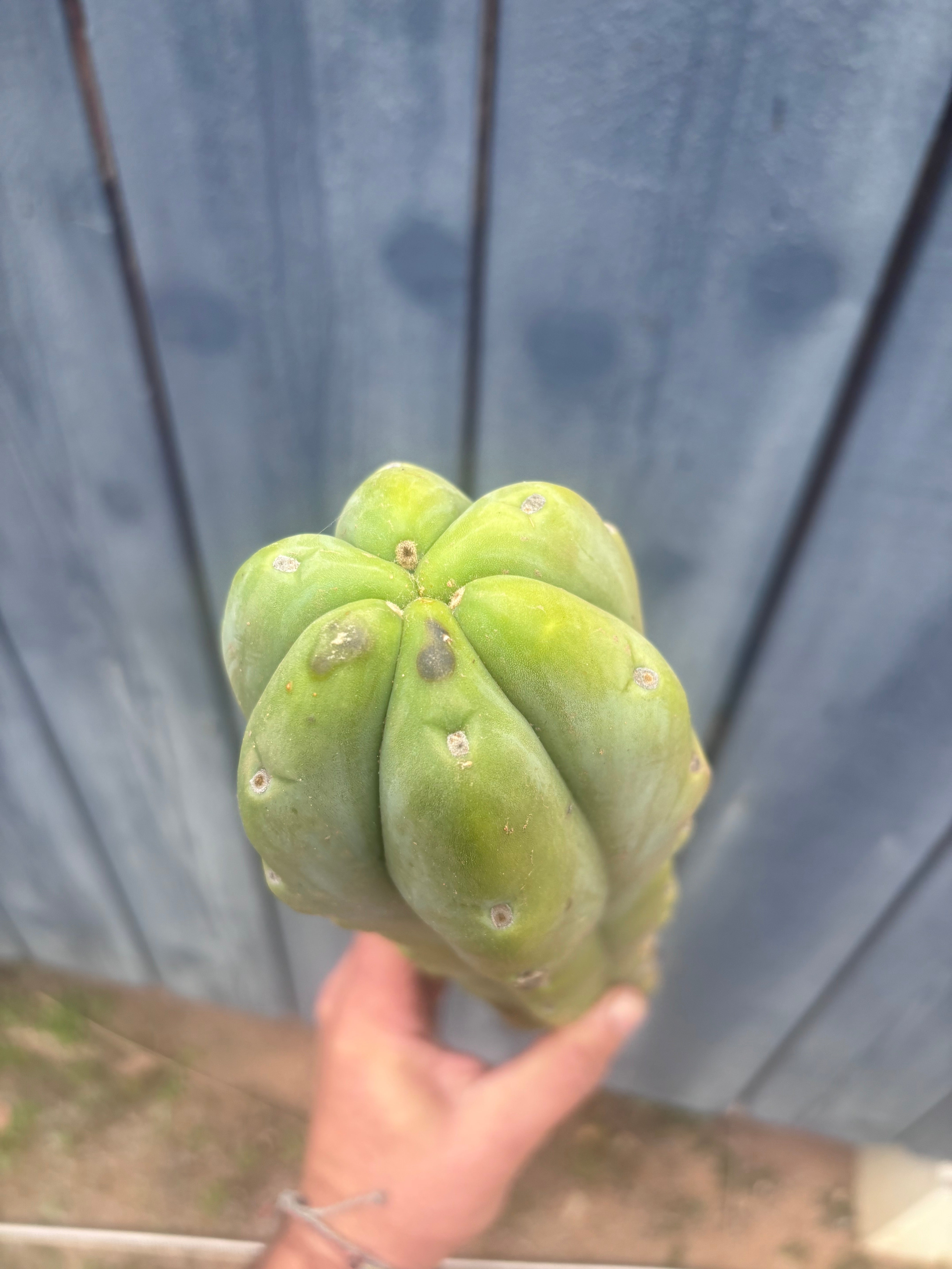 👑🌶️🌶️  Jiimz Twin Spine — XL Mature 15” Tips (Restocked)