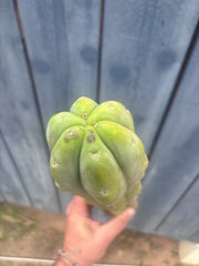 👑🌶️🌶️  Jiimz Twin Spine — XL Mature 15” Tips (Restocked)