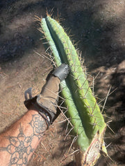 💎🌶️ Noid of the Moment — XXL 22” Tip