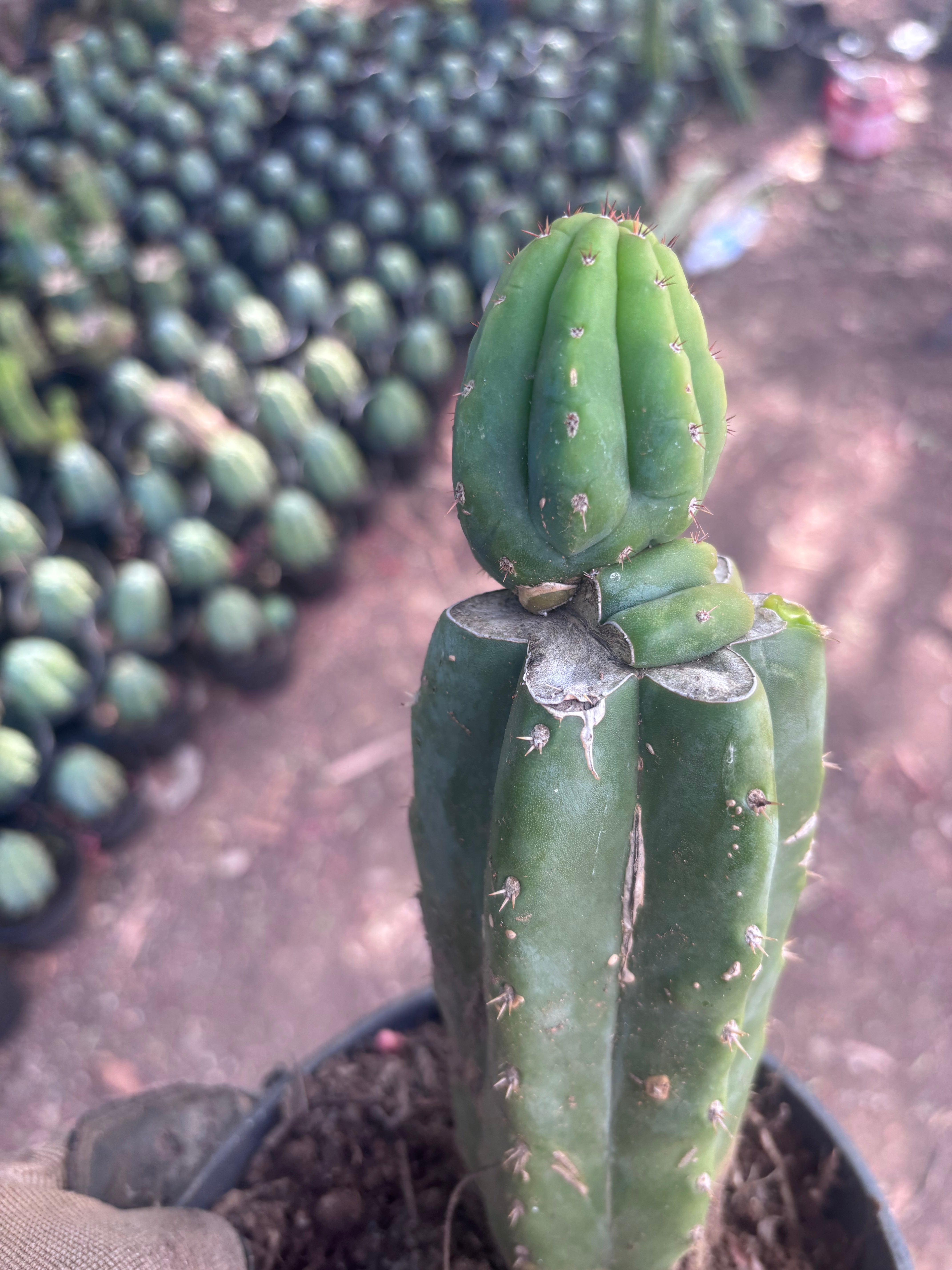 👑🌶️🌶️ KR04 — Rooted Slab Graft w/ Pup
