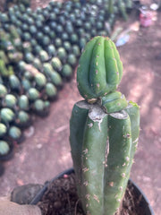 👑🌶️🌶️ KR04 — Rooted Slab Graft w/ Pup