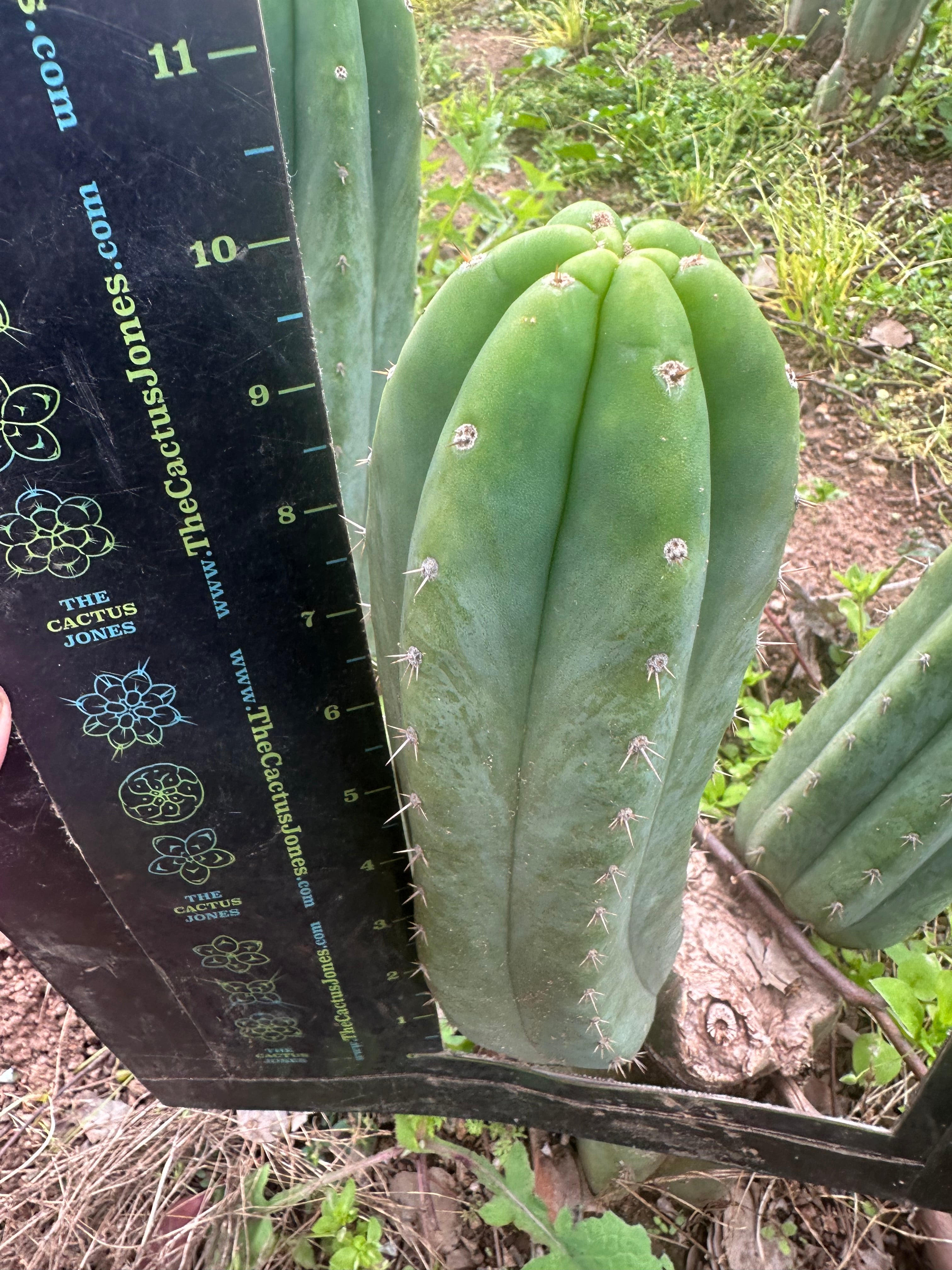 👑🌶️🌶️ Landfill — 10” Pup