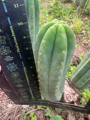 👑🌶️🌶️ Landfill — 10” Pup