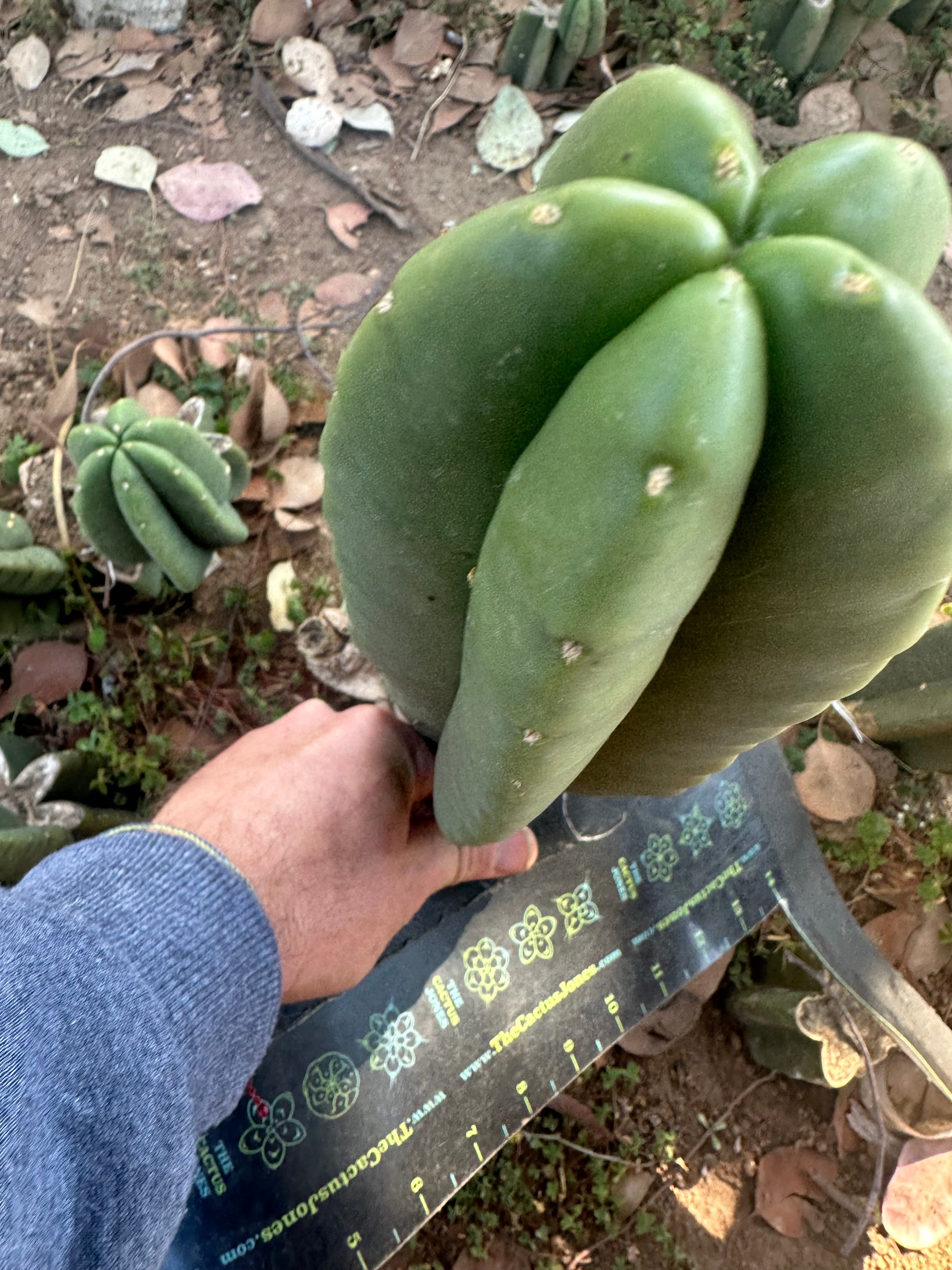 👑🌶️ Zulk — Fat 10” Melon