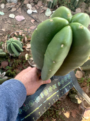 👑🌶️ Zulk — Fat 10” Melon