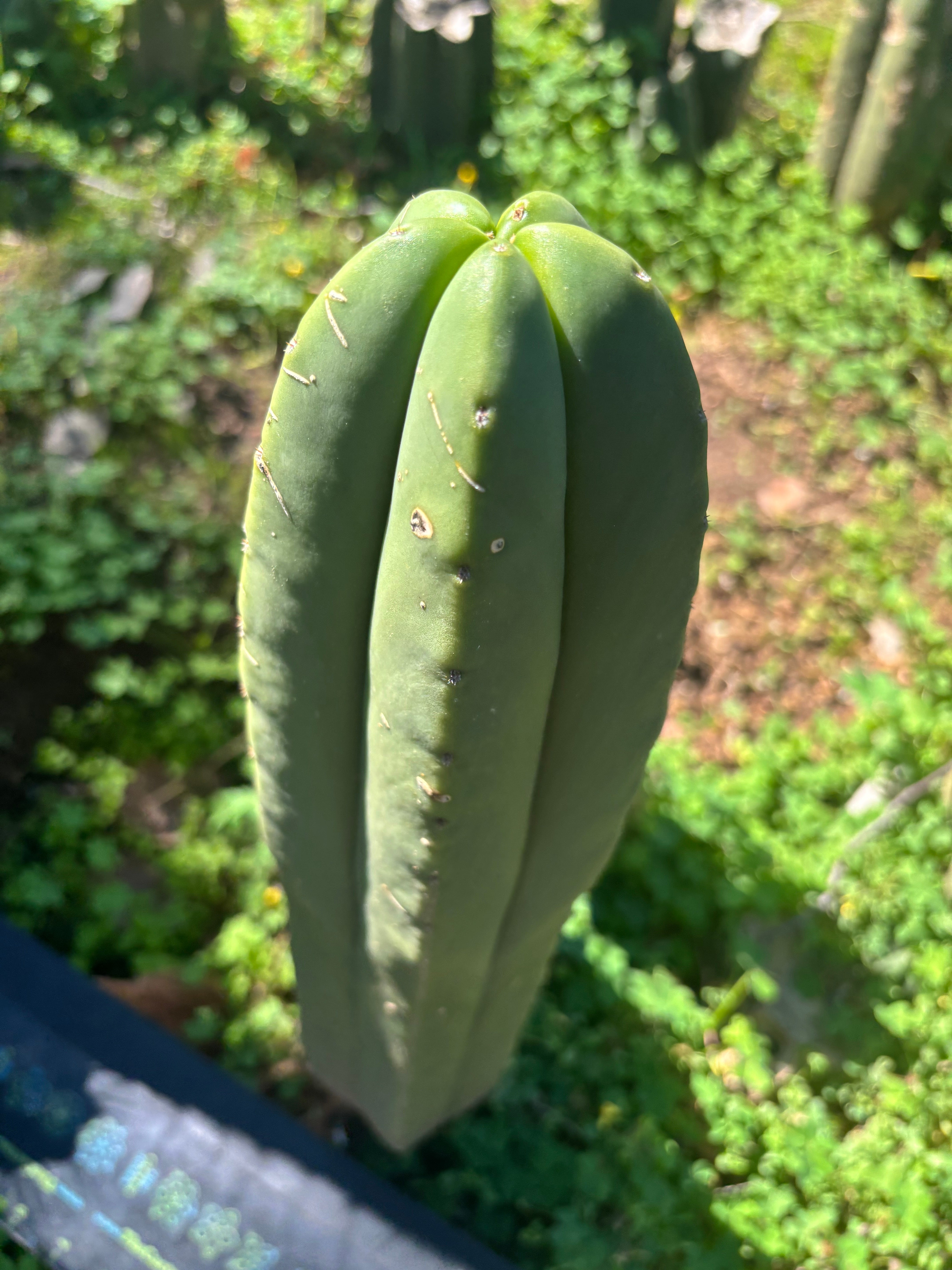 💎 Primo Aussie Scop  — 13” Tip