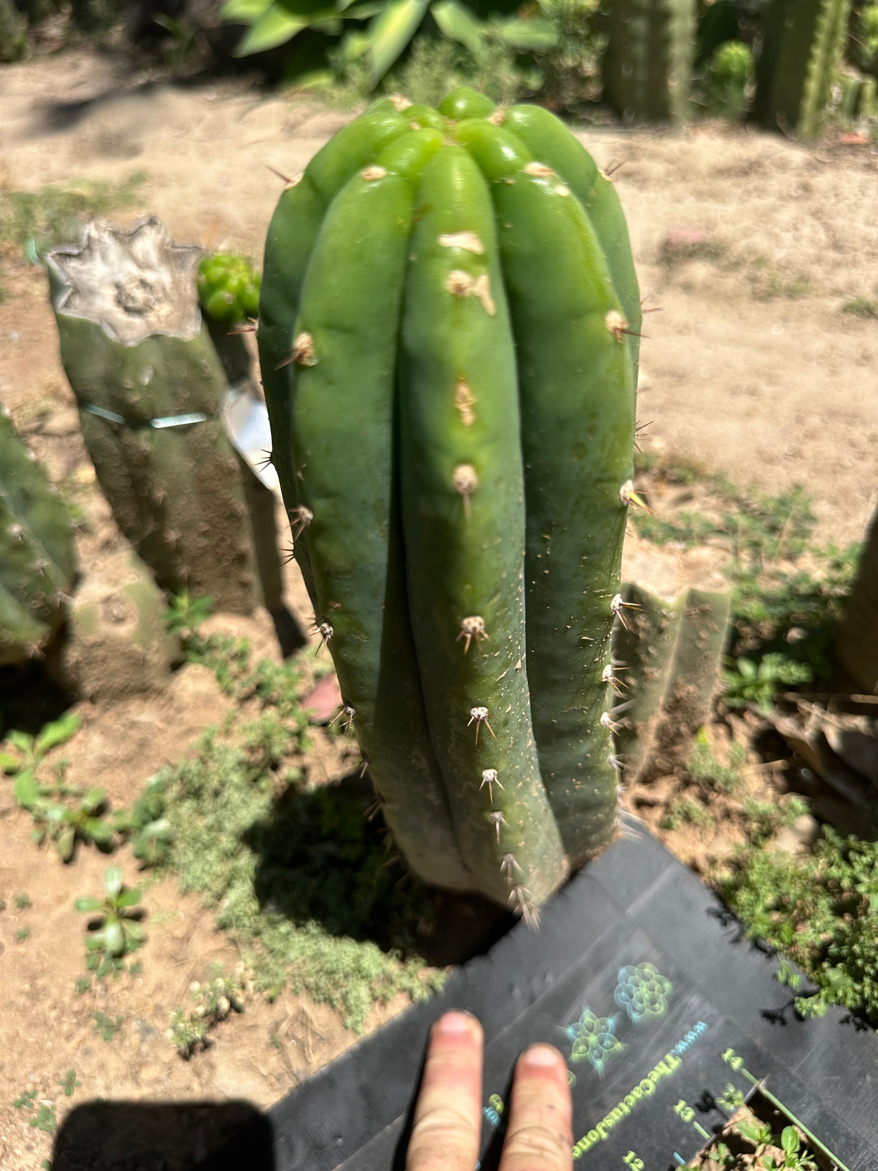 👑🌶️🌶️ Landfill — 11” Pup