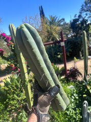 👑💎🌶️🌶️ Eileen — 15” Mega Tips