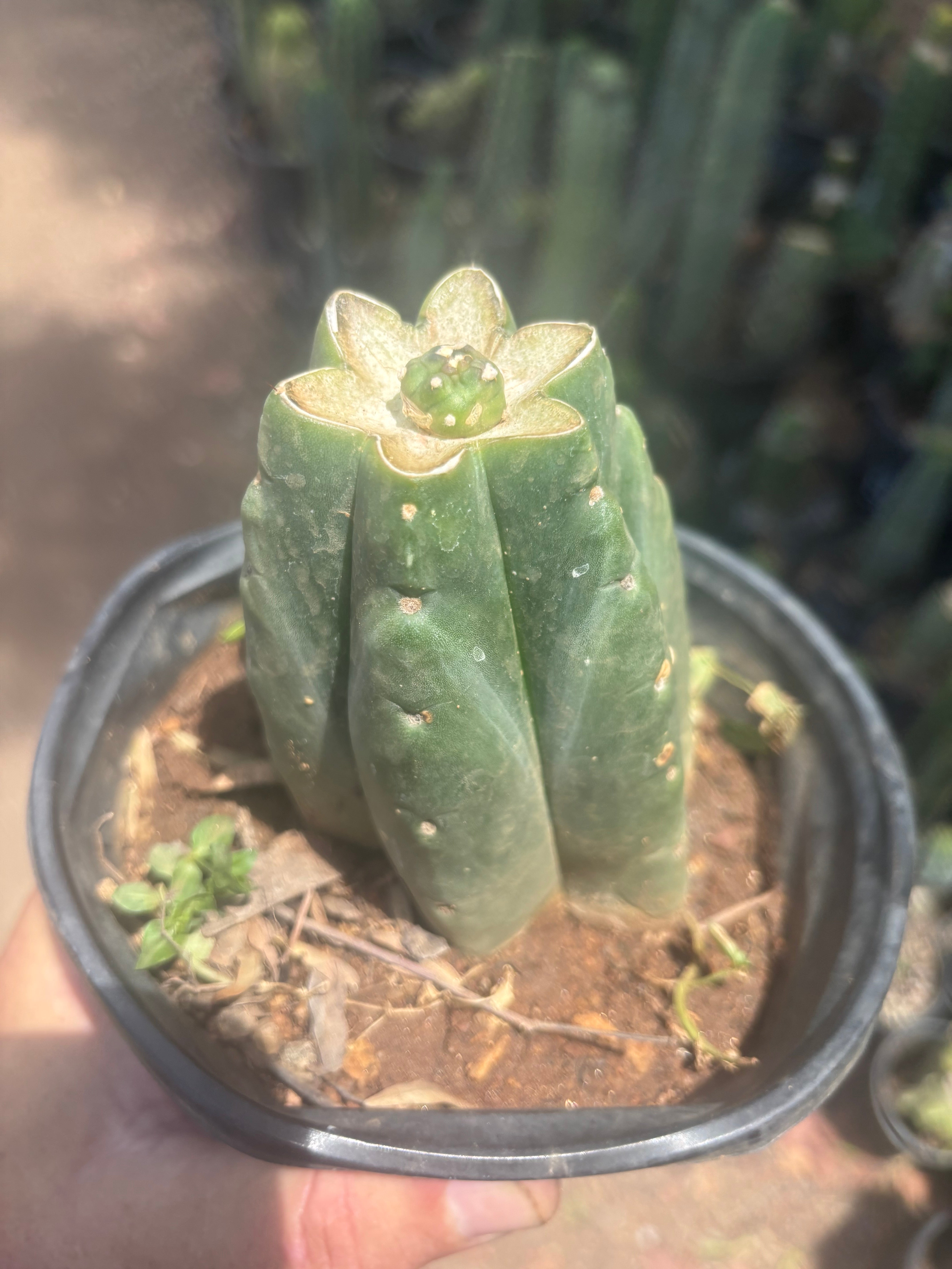 💎👑💎 SCB  — One More Pup Graft on Rooted Pierre