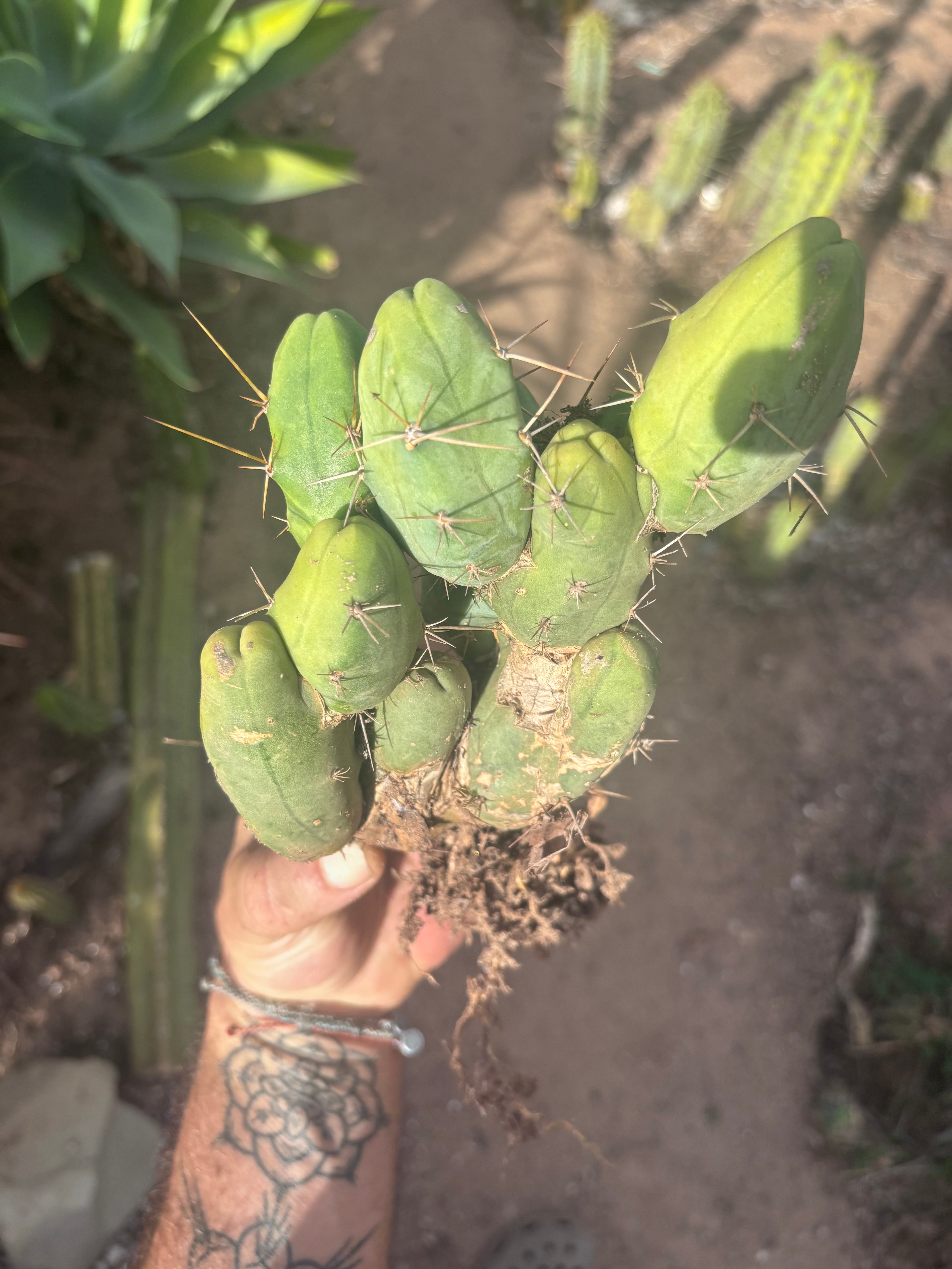 👑🌶️🌶️  TBM Clone B — Fully Rooted