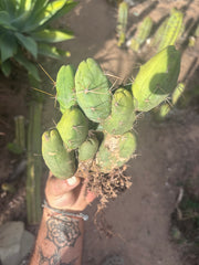 👑🌶️🌶️  TBM Clone B — Fully Rooted