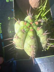 💎👑💎 Papa Smurf — Fully Rooted Grenade