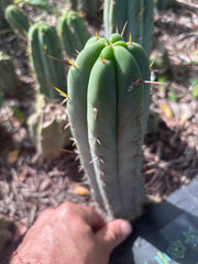 👑🌶️🌶️ Pala — 8” Tip