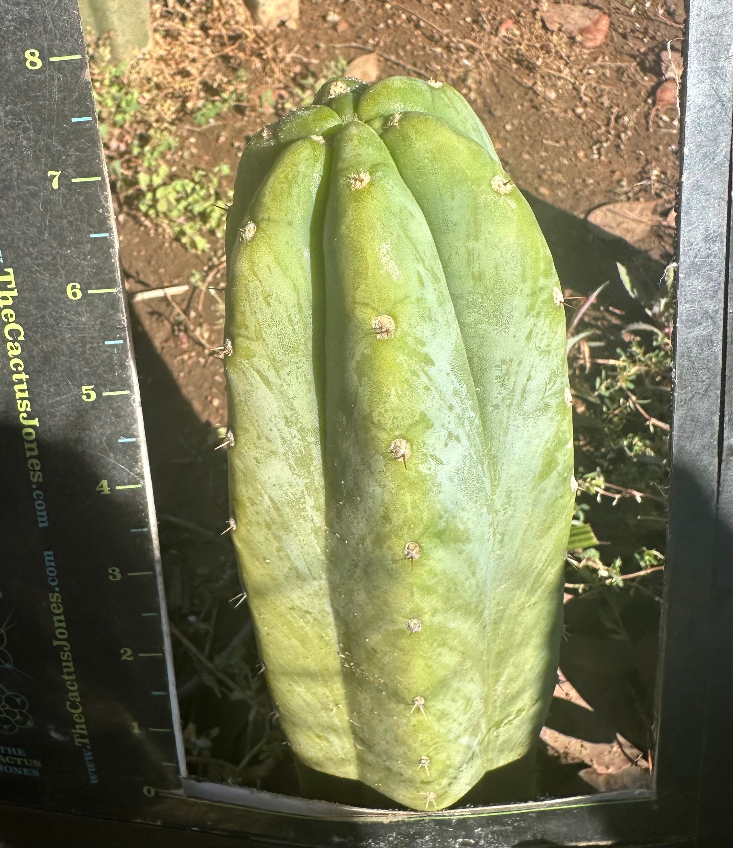 👑🌶️🌶️ Landfill — Thick 8” Tip