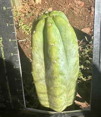 👑🌶️🌶️ Landfill — Thick 8” Tip