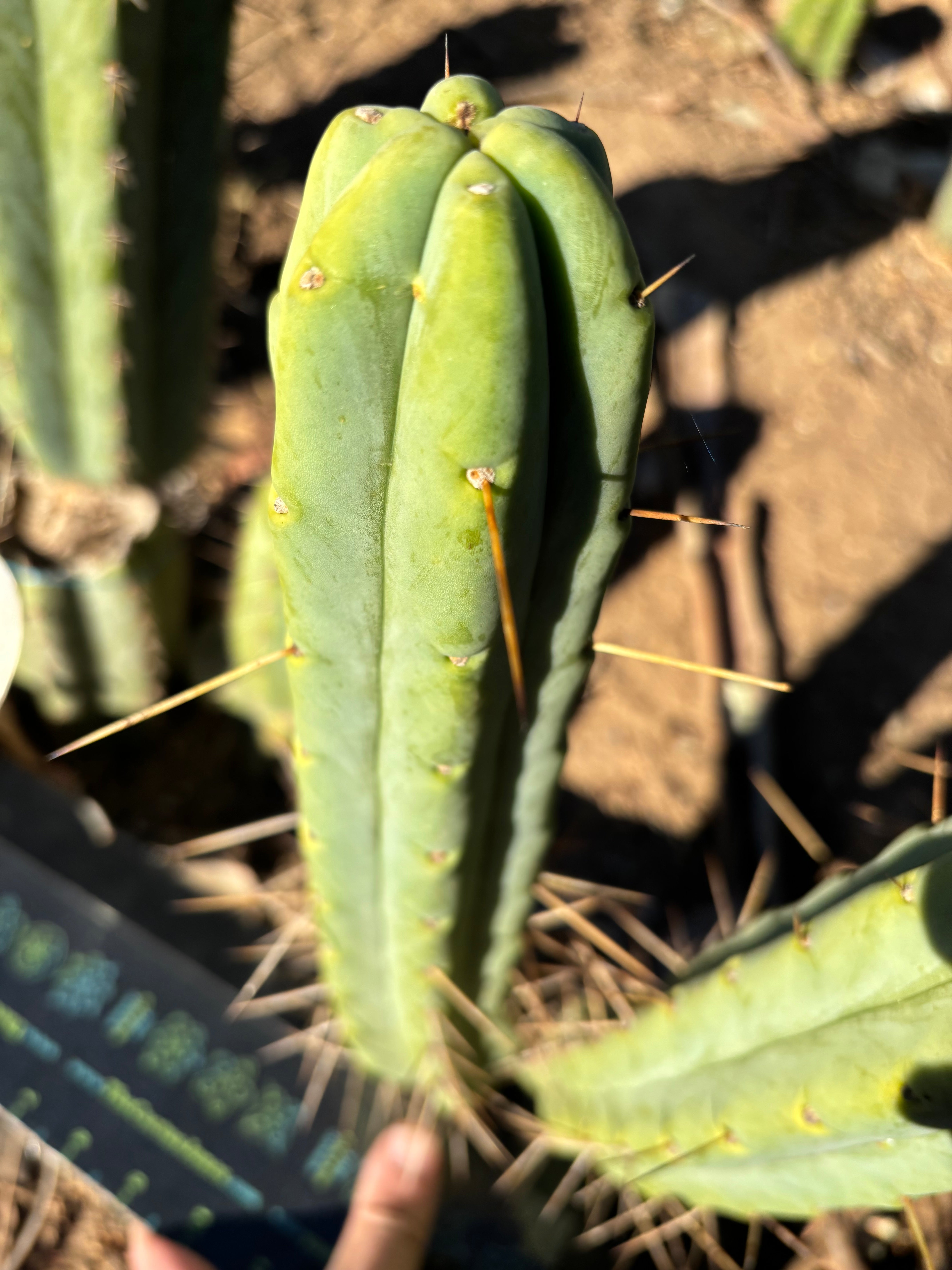 👑🌶️🌶️ Jiimz Twin Spine  — 13” Pups