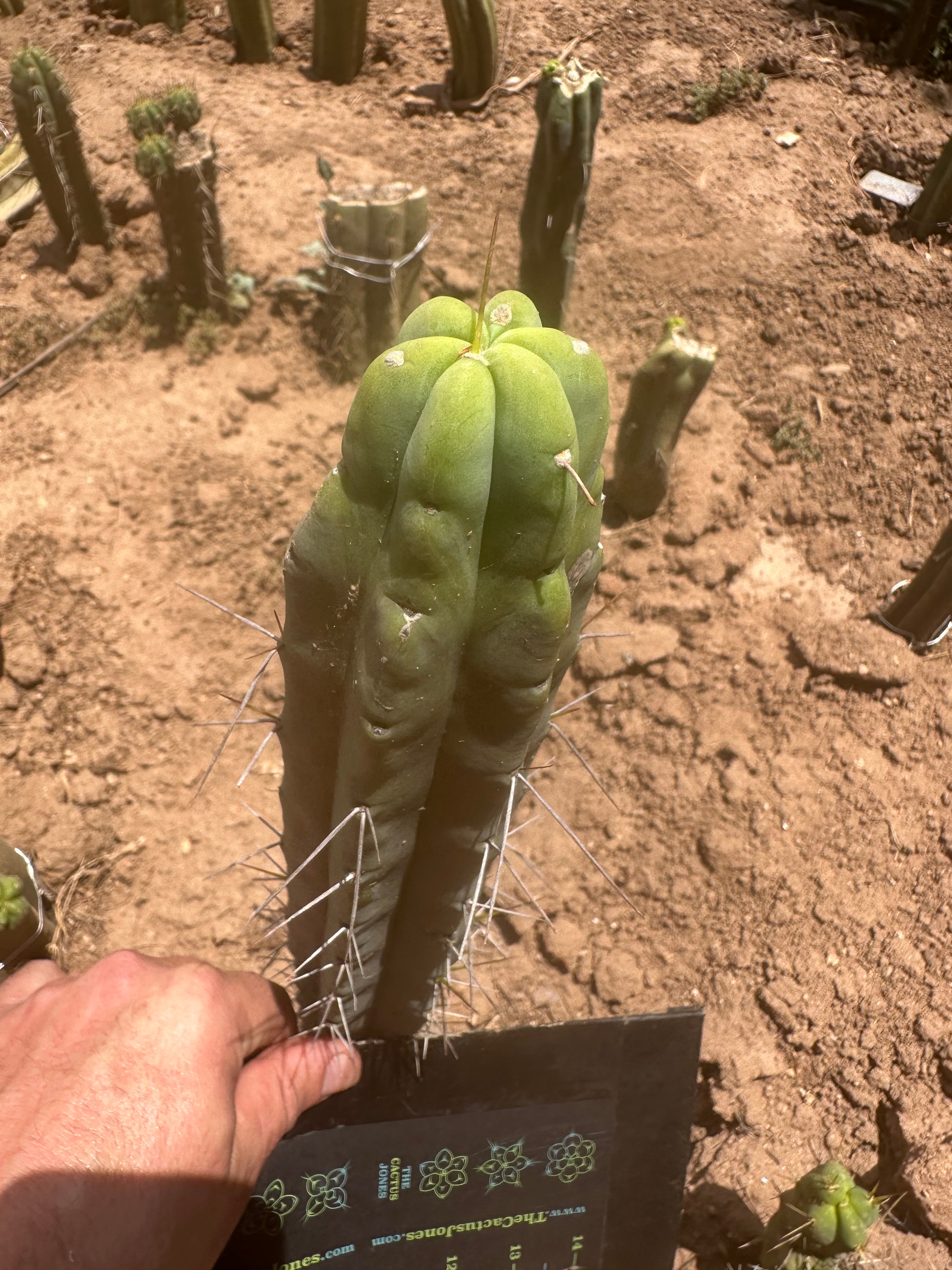 👑🌶️ SS02 — 10” Tip