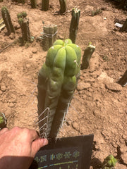👑🌶️ SS02 — 10” Tip