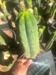 💎🌶️🌶️ NOM — 10” Tip
