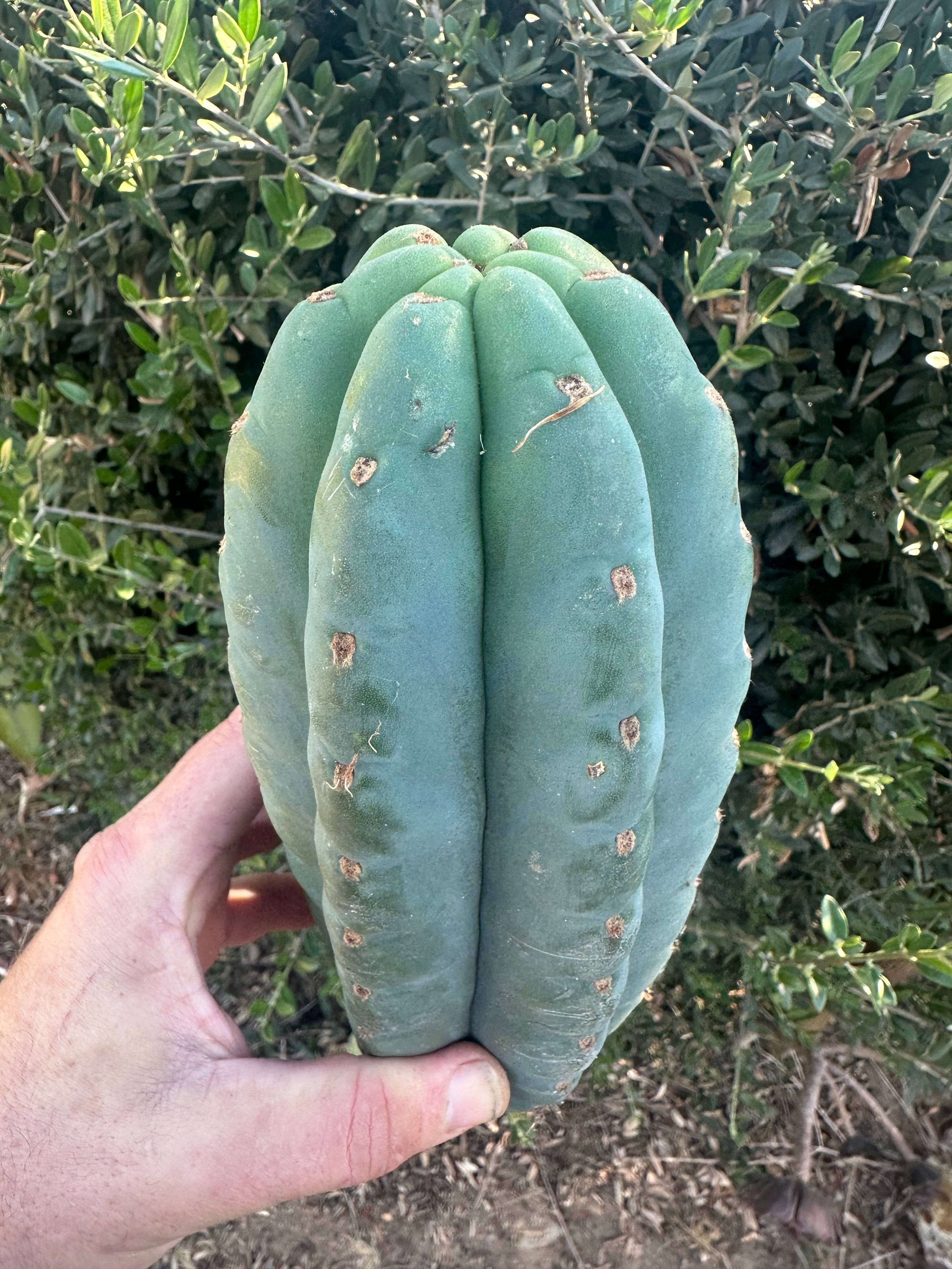 👑🌶️Jonesy02 — Fat 10” Melon Pup