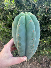 👑🌶️Jonesy02 — Fat 10” Melon Pup