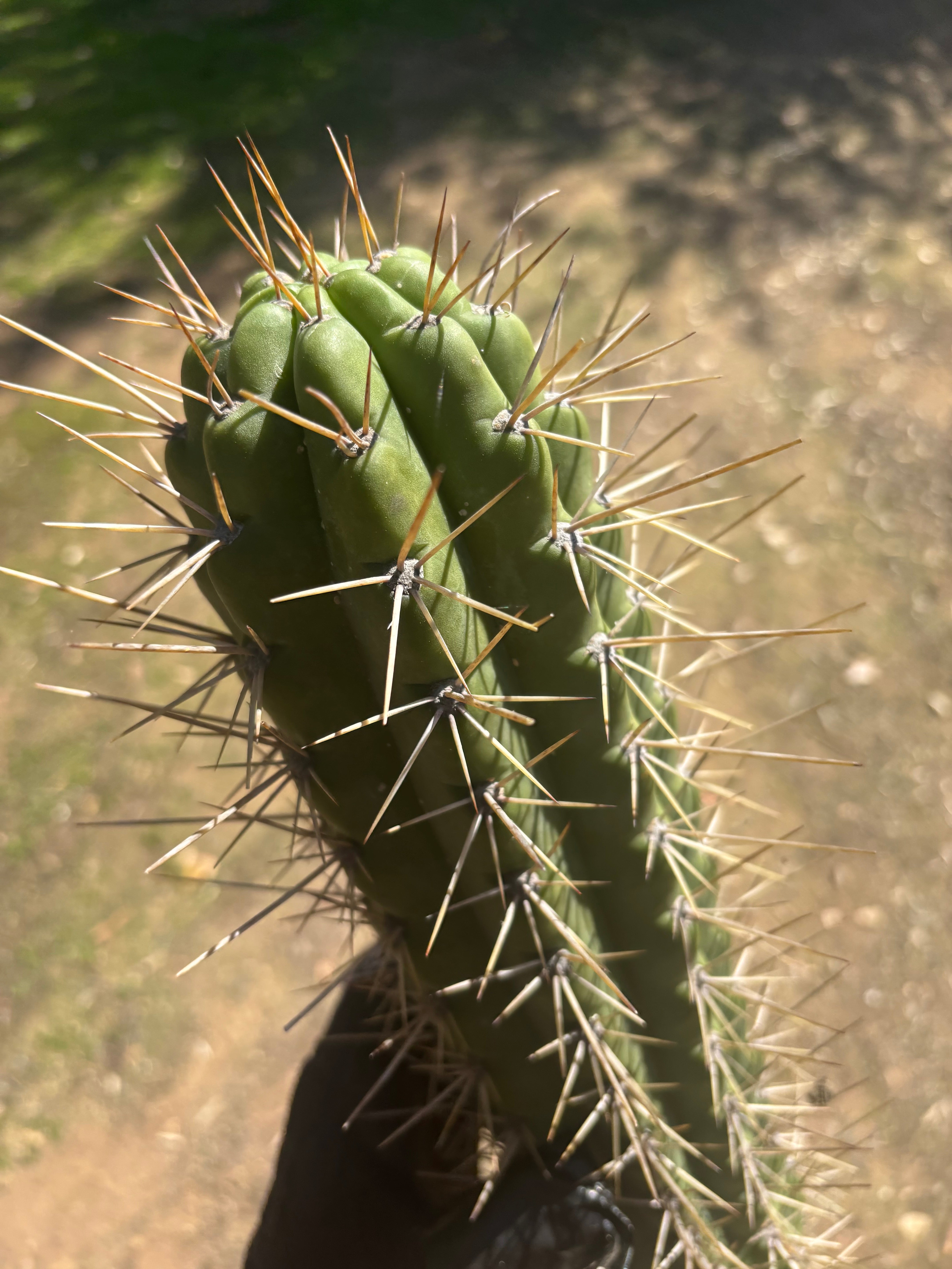 🌶️ SS02 x Kimura’s Spiny Giant   — XL 15” Pup