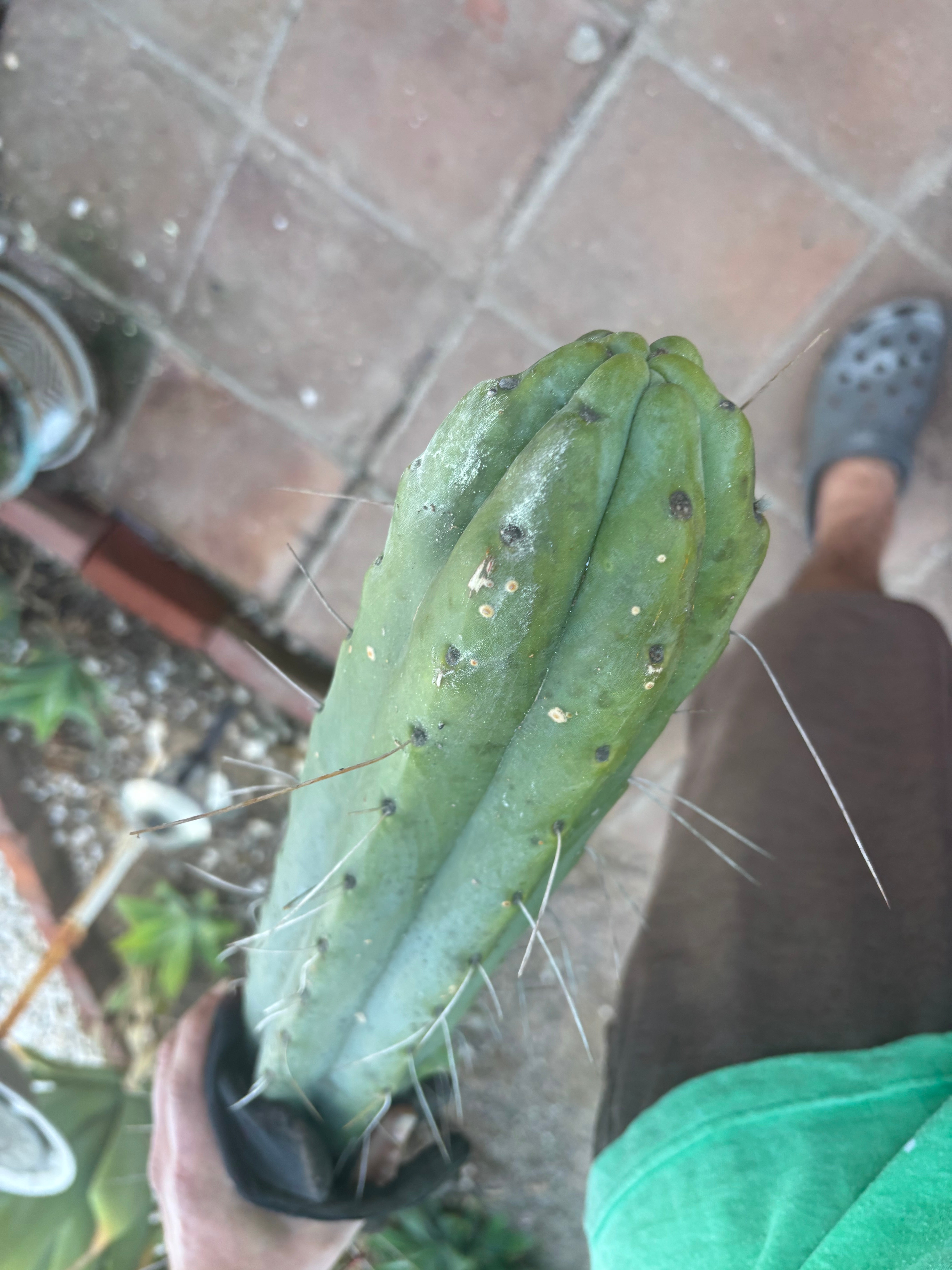 💎👑🌶️ Psycho0’  — *BIG* XXL 14” Tip