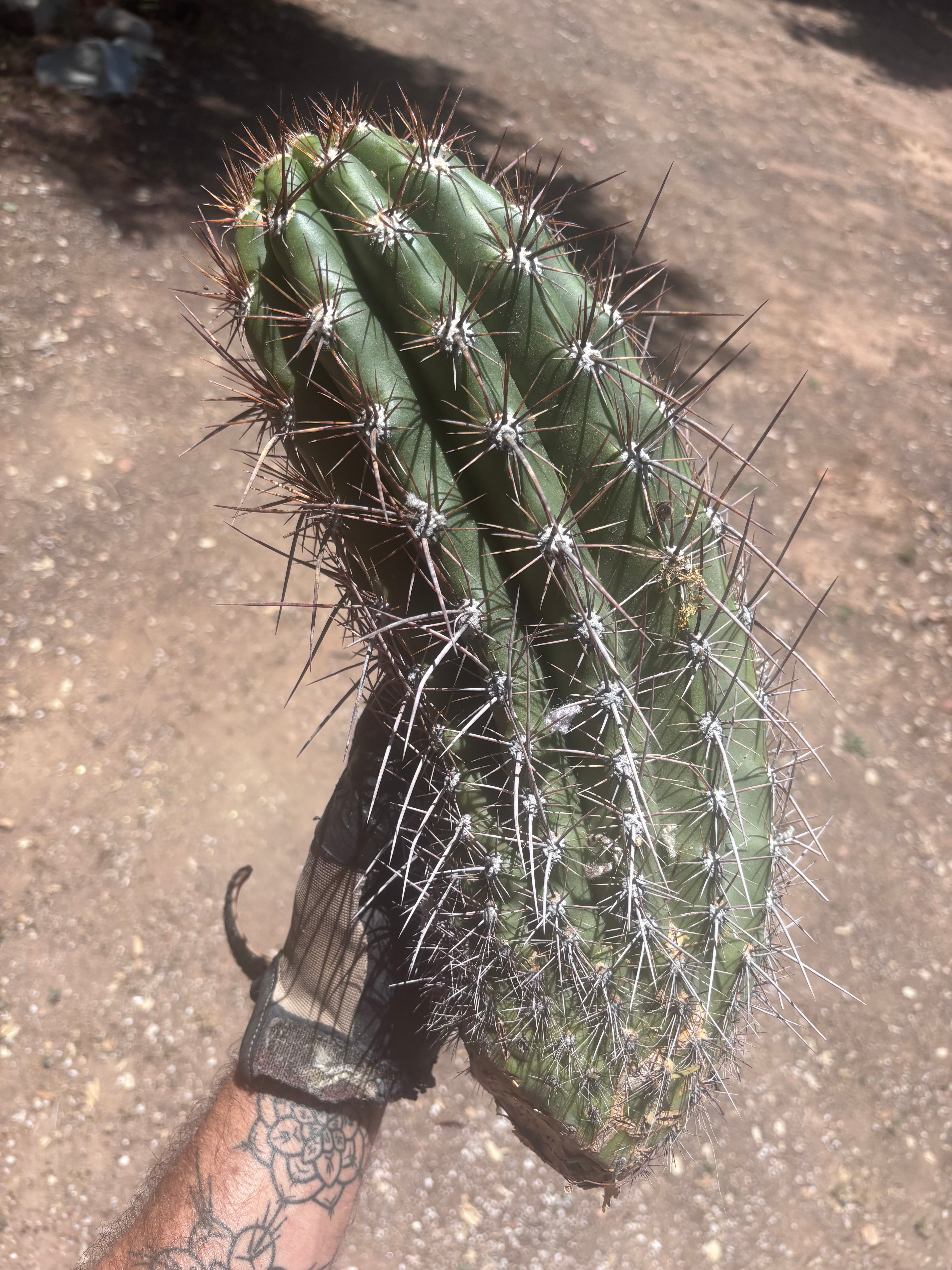 💎 Tacaquirensis — Massive 16” Pup