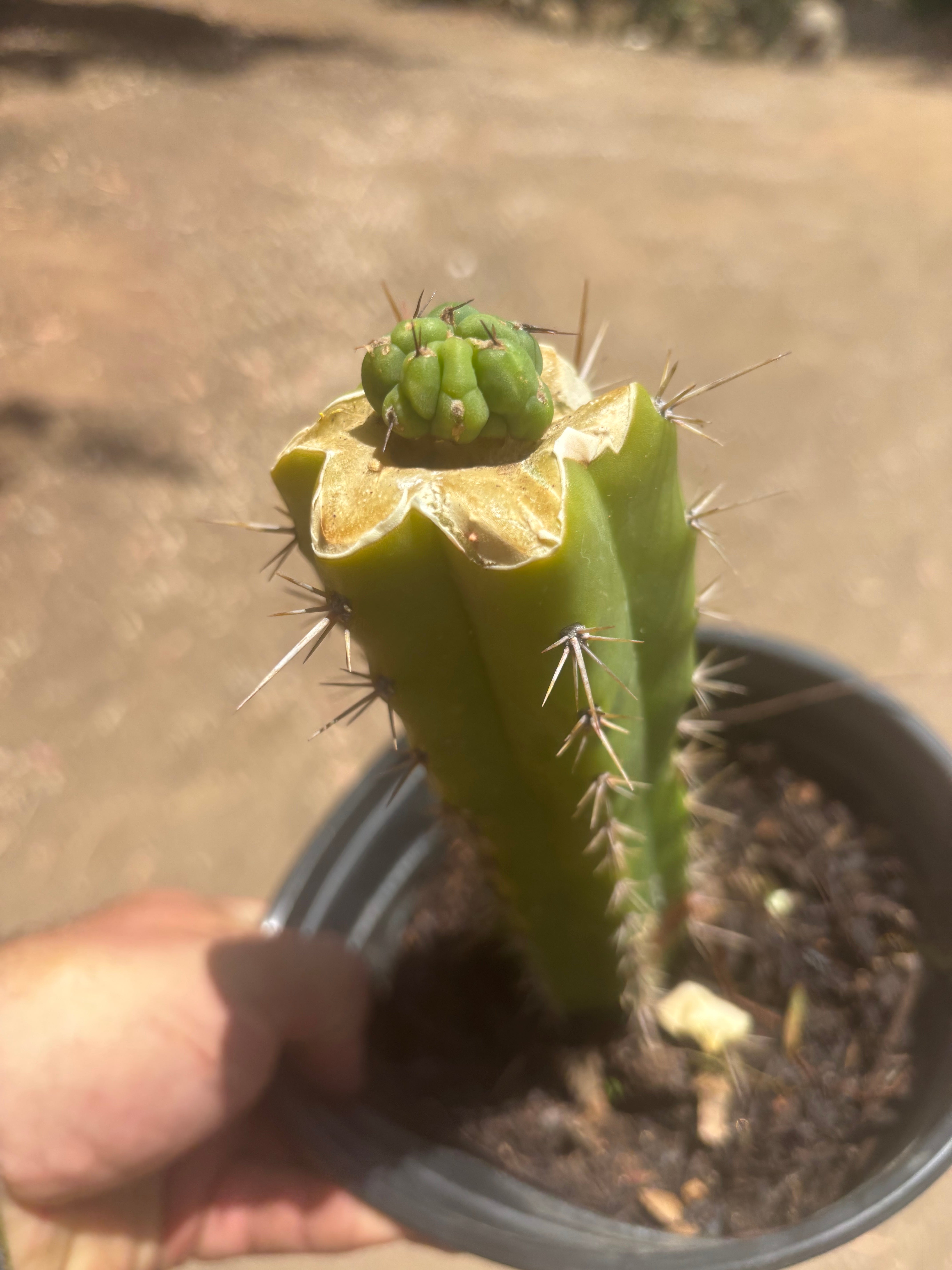 💎👑💎 Havran — Pup Graft on Seed Grown Rooted Stock