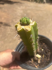 💎👑💎 Havran — Pup Graft on Seed Grown Rooted Stock