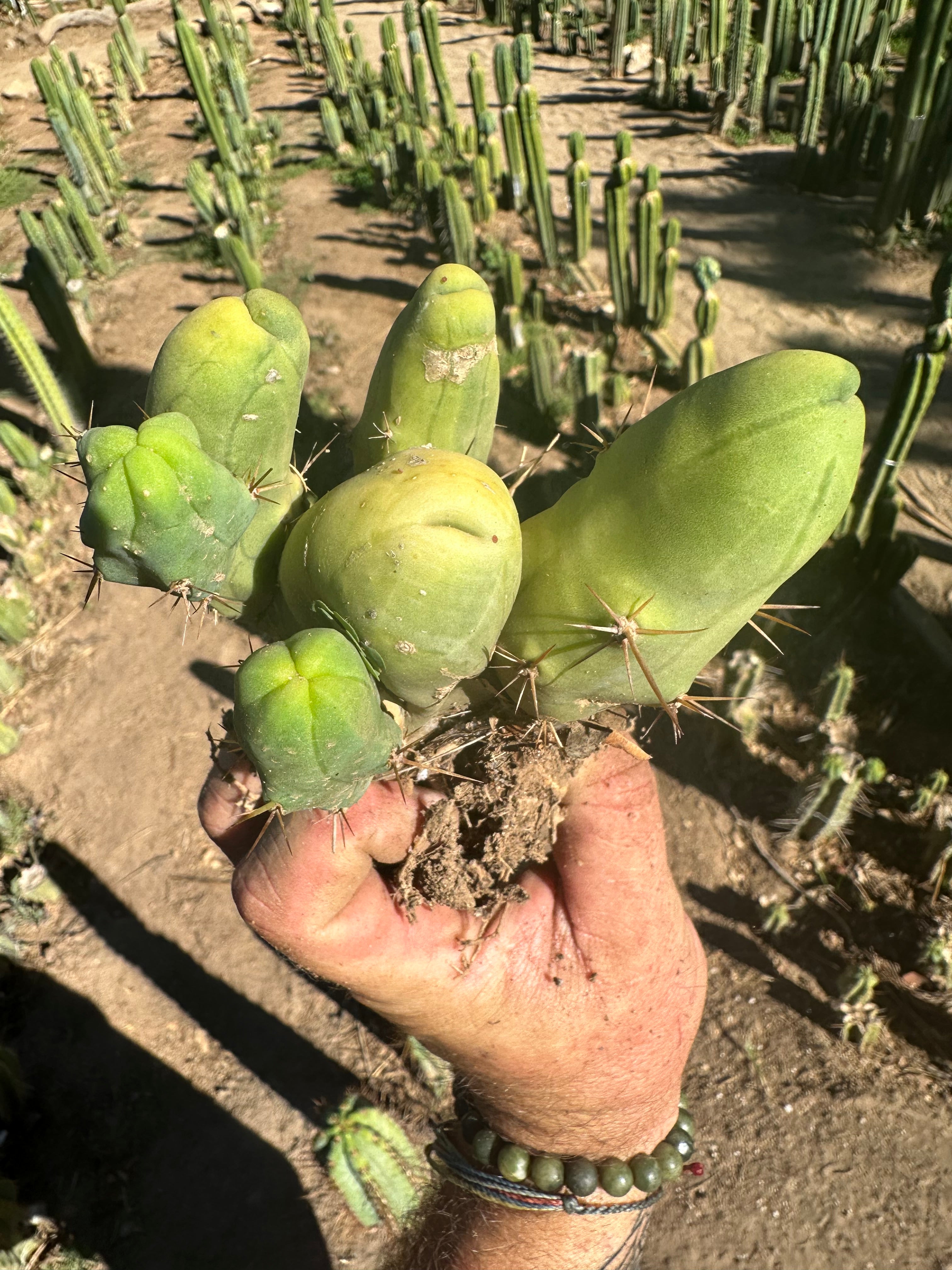 👑🌶️🌶️  TBM  — Rooted Cluster #2