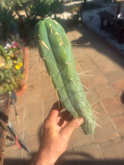 👑🌶️ Kai — 15” Tip
