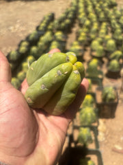 NEW Add-On Freebie — Bridgesii Tips