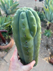 👑💎🌶️  Ashdod — Full Maturity 12” Tip (Last One Ever)
