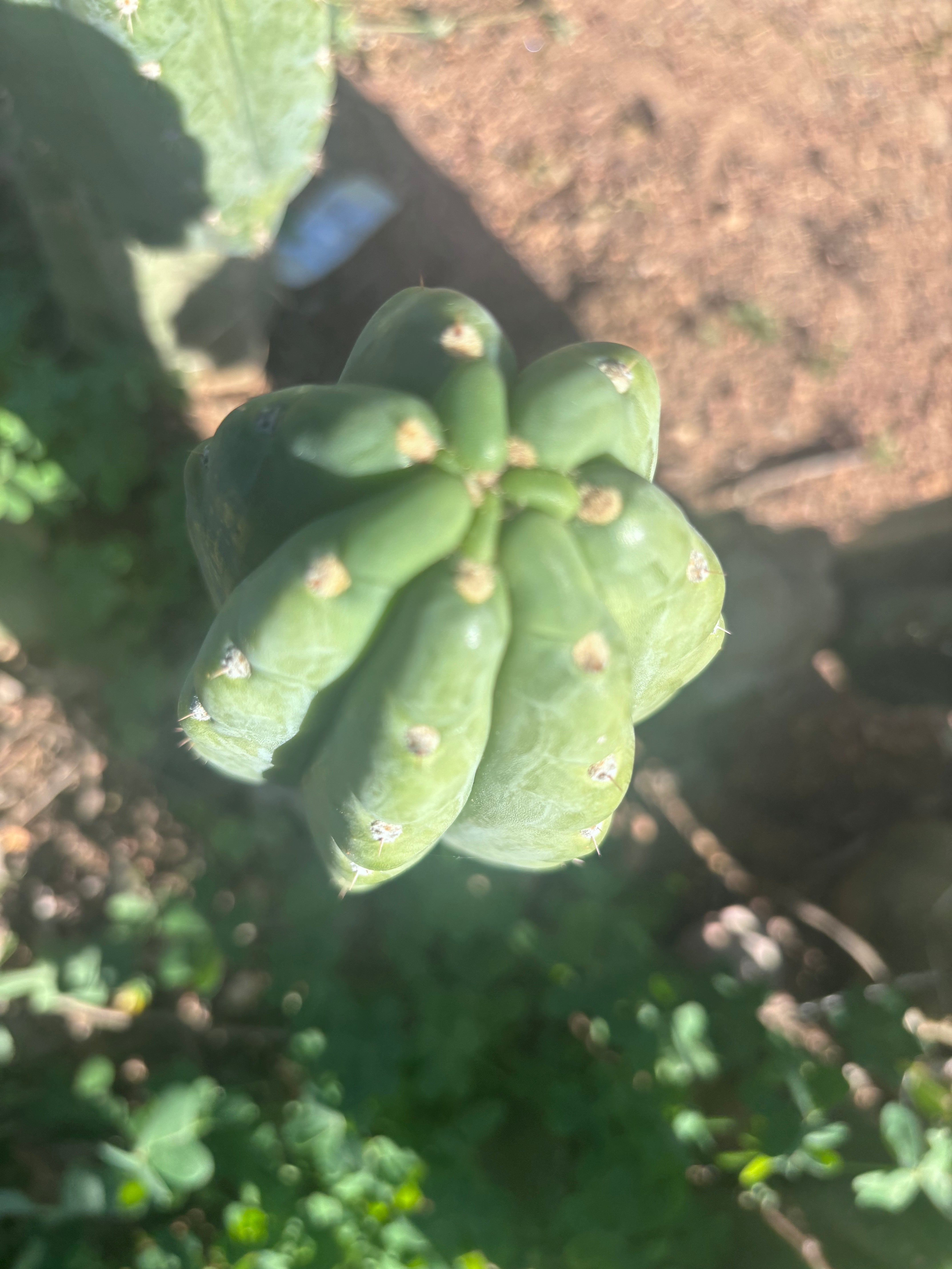 👑🌶️  Ichoca — 8” Tip