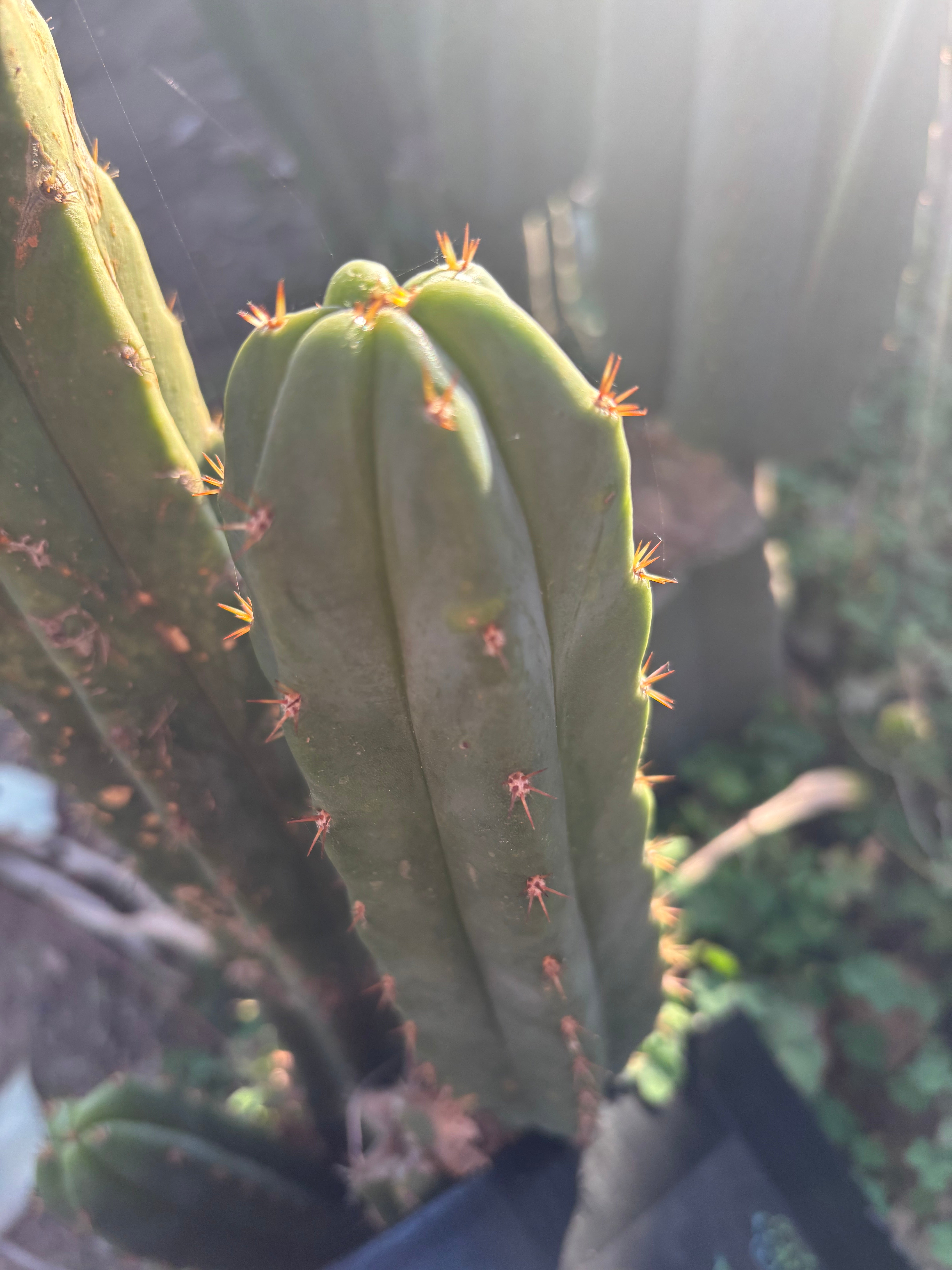 Custom Listing for Scott C.