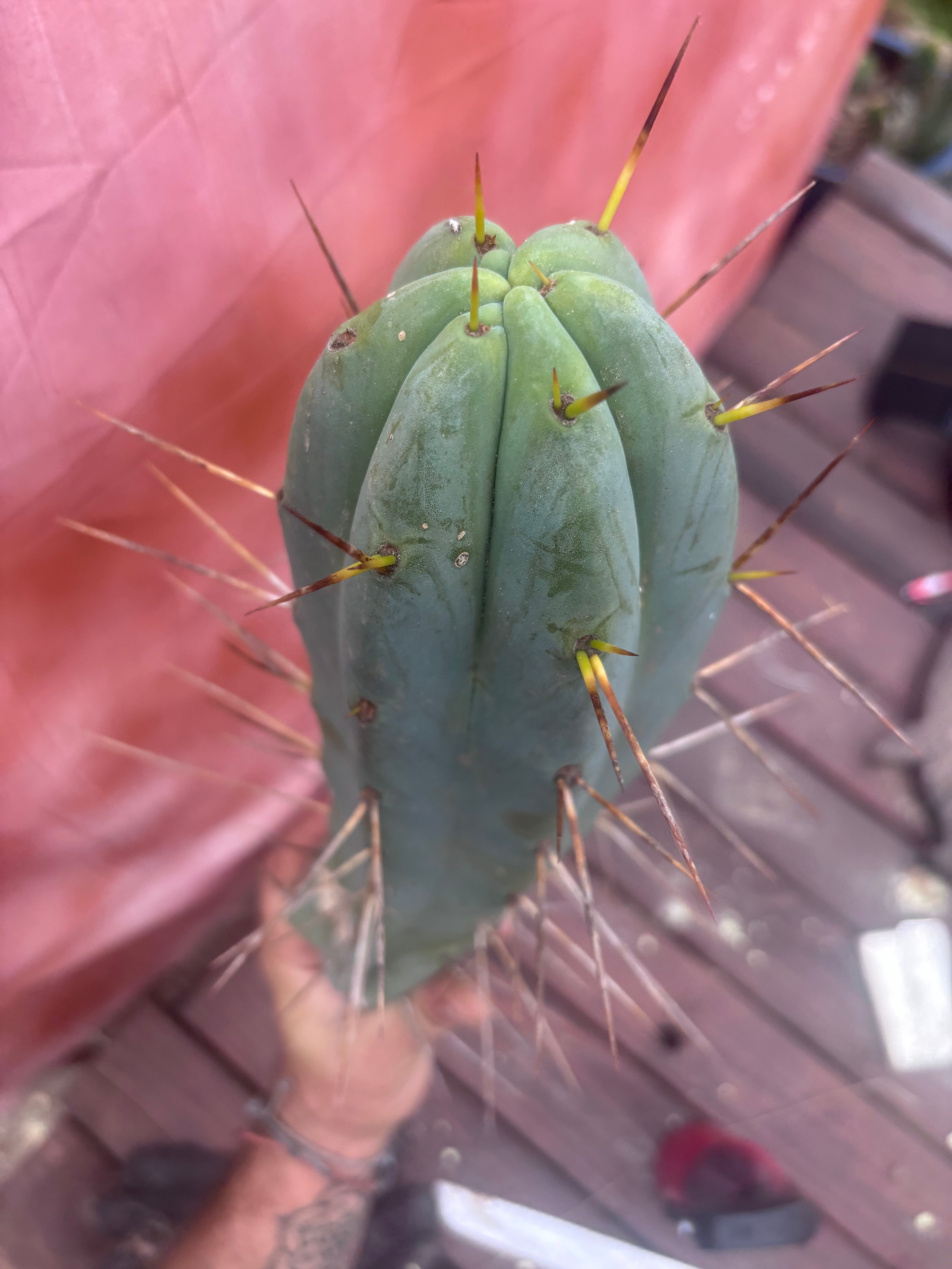 👑🌶️ Champagne — XL 14” Pup