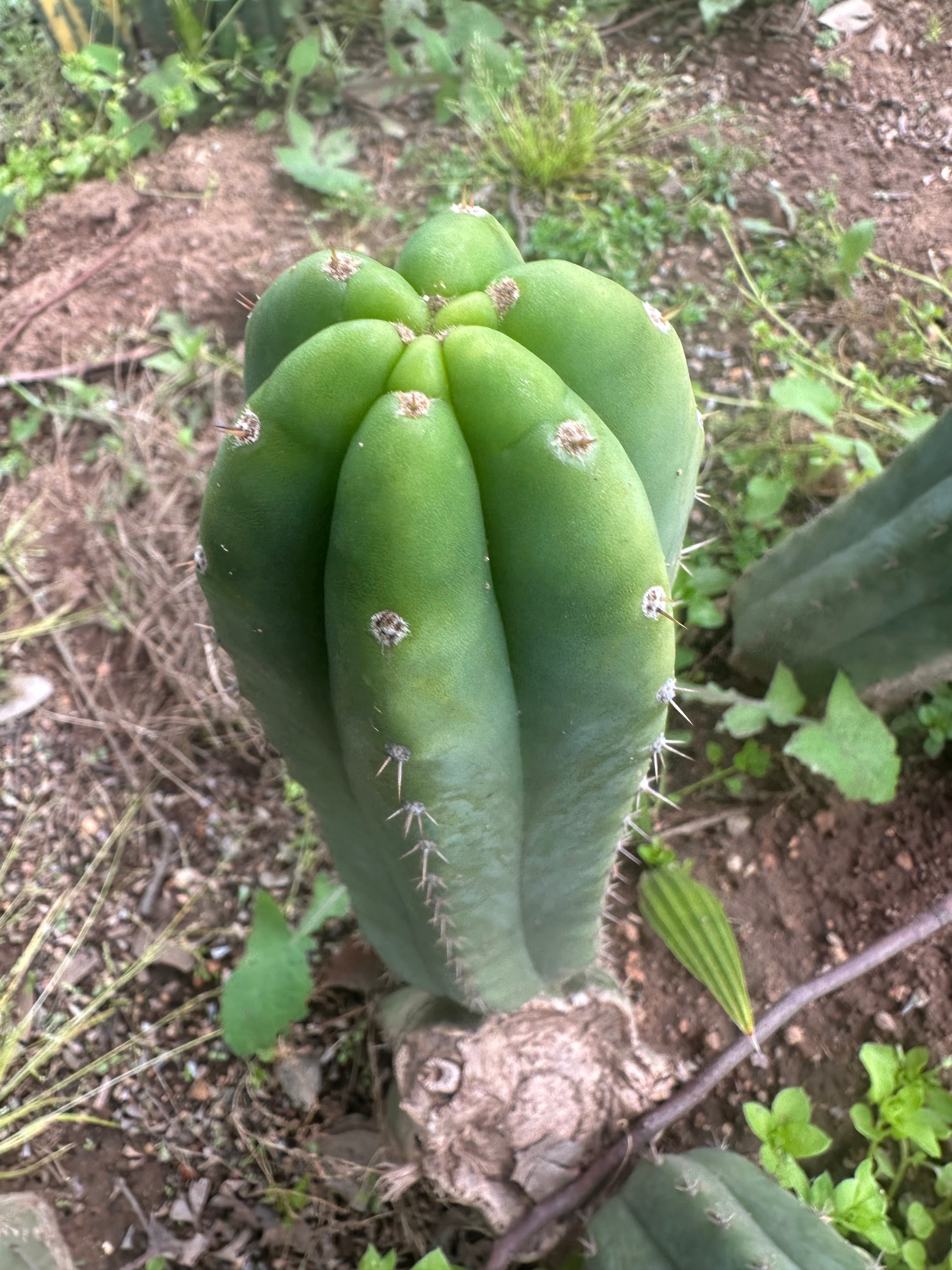 👑🌶️🌶️ Landfill — 10” Pup