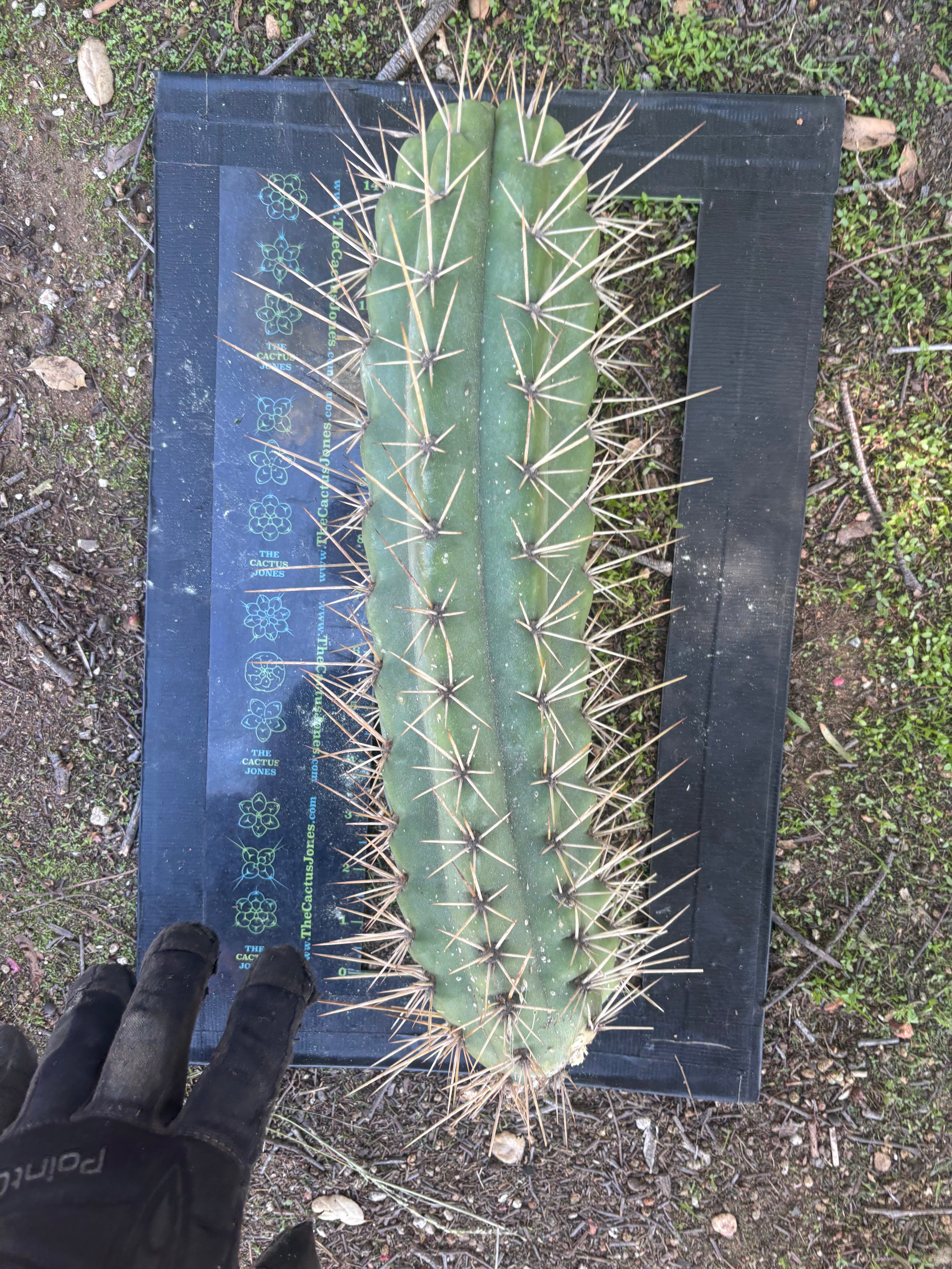 🌶️ SS02 x Kimura’s Spiny Giant   — XL 15” Pup
